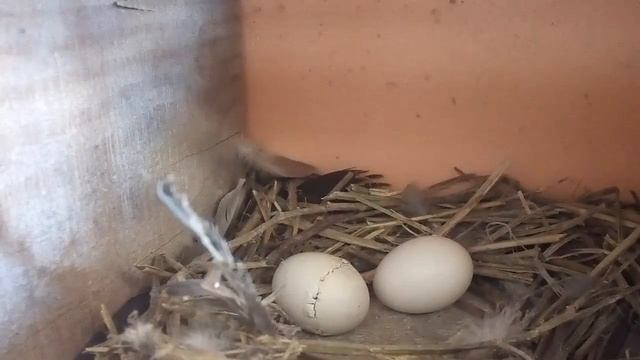 Вылупление голубенка из яйца часть 1 смотреть онлайн