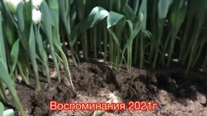 Выгонка Тюльпанов , сорт foxtrot.
