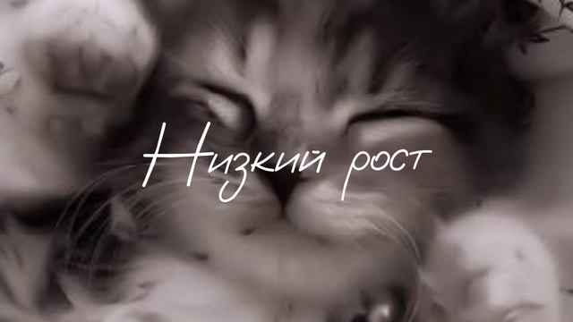 Саблиминал на низкий рост смотреть онлайн