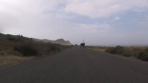 Страус бежит за велосипедистами
