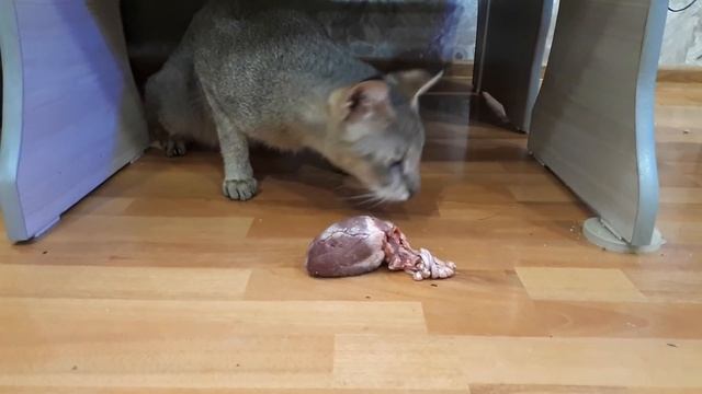 Камышовый кот дома