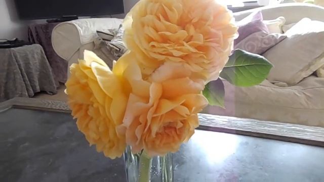 Rose Crown Princess Margareta Auswinter David Austin смотреть онлайн