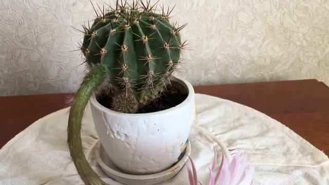 Изумительный цветок кактуса, который цветет всего один день! смотреть онлайн