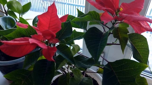 Пуансеттия или Рождественская звезда. Уход за домашним цветком смотреть онлайн