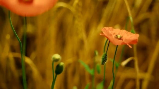 Старый сад смотреть онлайн