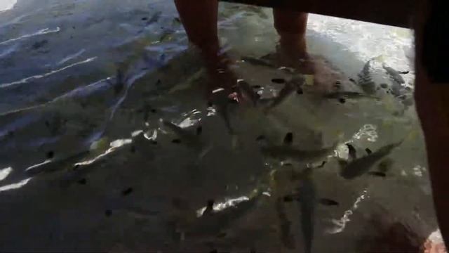 Fish Toes смотреть онлайн