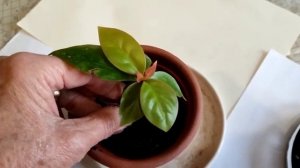 #Переския Годсеффа или древний листовой #кактус. Особенности ухода. Необычное #комнатное #растение.