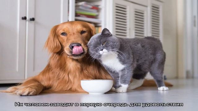 Какие бывают домашние животные смотреть онлайн