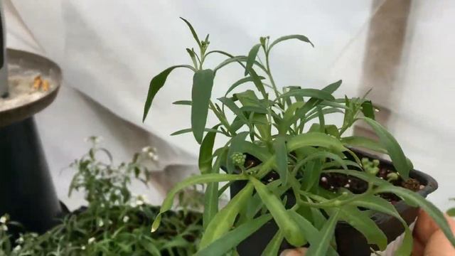 Черенки алиссума Сноу принцесс смотреть онлайн