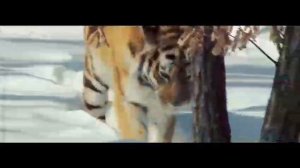 Песня "Дальний Восток"