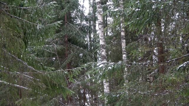 Красивый Зимний Лес, Пение Птиц, Звук Метели и Стук Дятла для Сна и Отдыха. смотреть онлайн