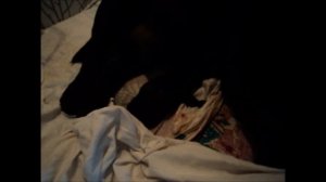 Роды у собаки, лабрадора - чудо рождения!