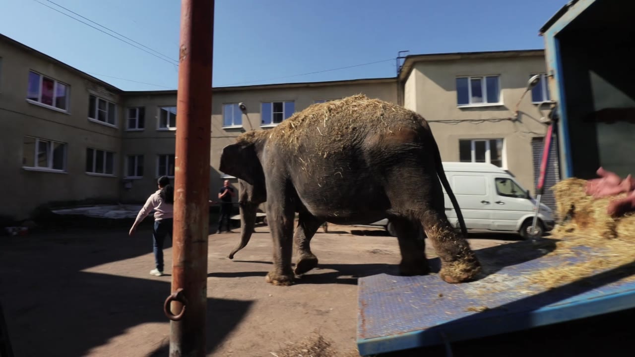 «Звезды мирового цирка»