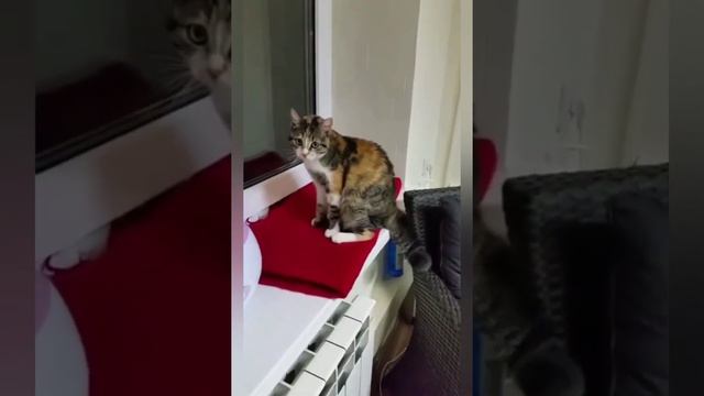 впервые увидела как у короткошёрстной кошки распушивается хвост. бой со своей тенью. её единственны смотреть онлайн