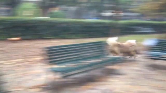 PROBLEMI in AREA CANI?? Ecco alcuni consigli! смотреть онлайн