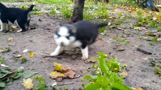Малыши Хаски. 1,5 месяца.)) смотреть онлайн