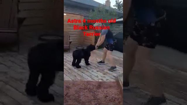 4 Month Old Black Russian Terrier - Astra