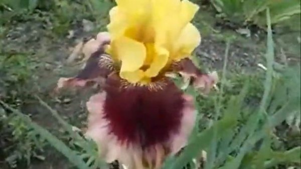 Ирис Мастери (Блайз-01)