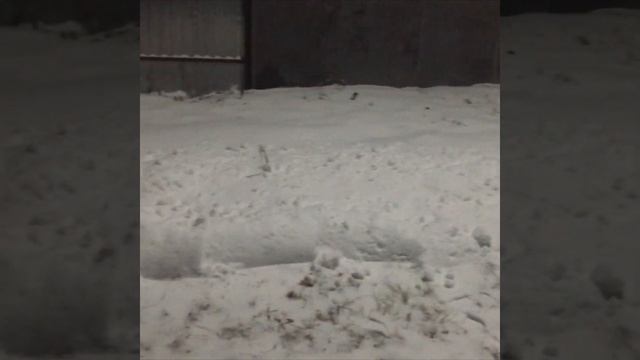 Есть зарядка для Слона. Для ГОРЕЛМАНА тоже есть зарядка. 25.12.2020. смотреть онлайн