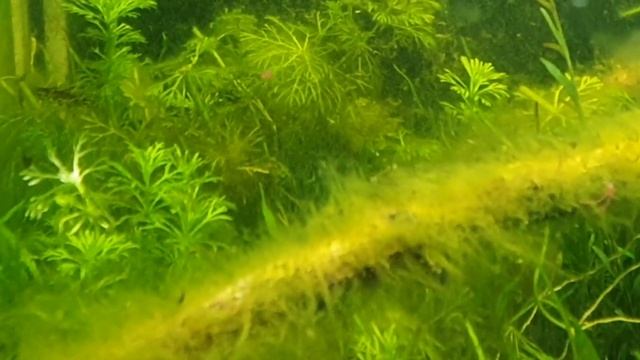 Vi Mostro il mio allevamento (spontaneo) di Chironomus смотреть онлайн