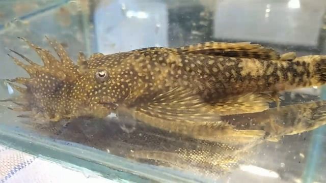 ПАПАША АНЦИСТРУС СО СВОИМ ПОТОМСТВОМ | ANCISTRUS WITH HIS OFFSPRING