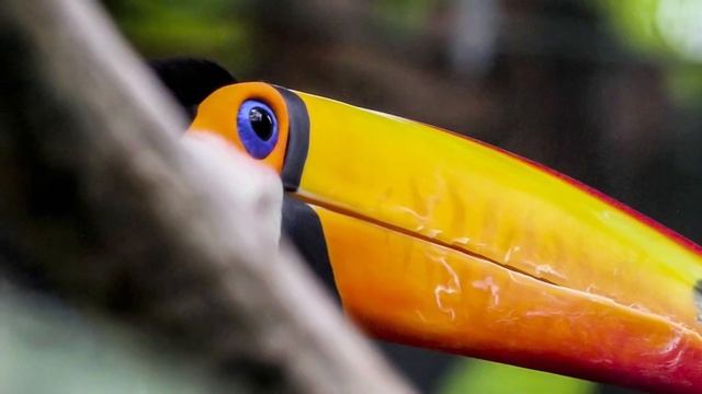 Toucan sound effect- egzotic toucan bird sound смотреть онлайн