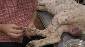 Remove mangoworms from dog - Remove mango worms from dog skin Удалите манговых червей с кожи собаки