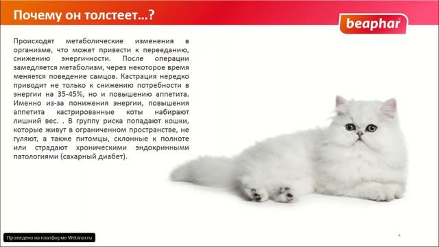 Ожирение кастрированных котов смотреть онлайн