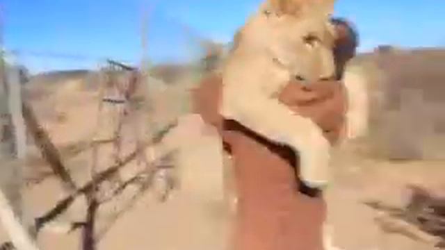 Котик соскучился по другу .mp4 смотреть онлайн