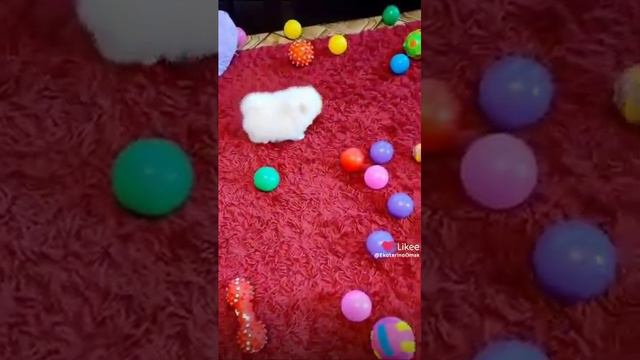 Мини кремовый Мишка шпиц ❤🥰😍