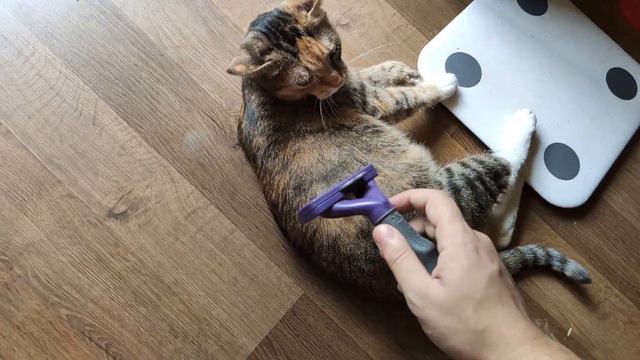 Уход за шерстью - фурминатор для кошек смотреть онлайн