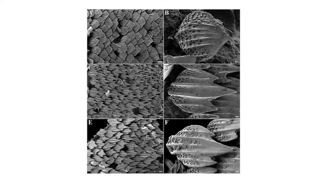Biomimetic Materials: Shark Skin Fabrics смотреть онлайн