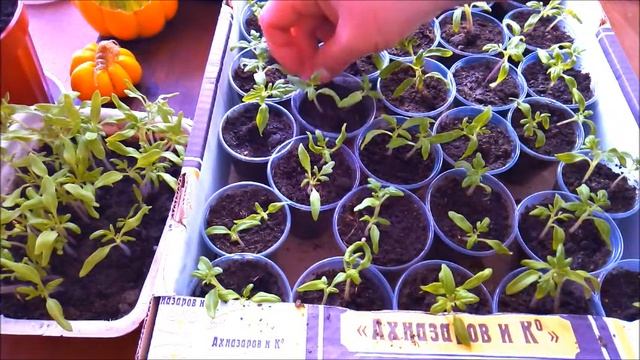 Каждому томату по квартире)) Низкорослые и ранние сорта пикирую по два штуки. смотреть онлайн