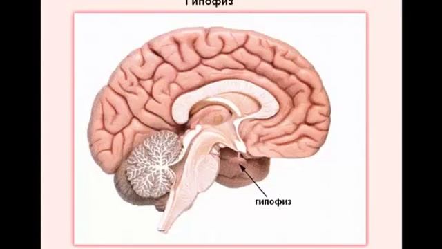 Гипофиз, гипоталамус и эпифиз Роль Флуревитов смотреть онлайн
