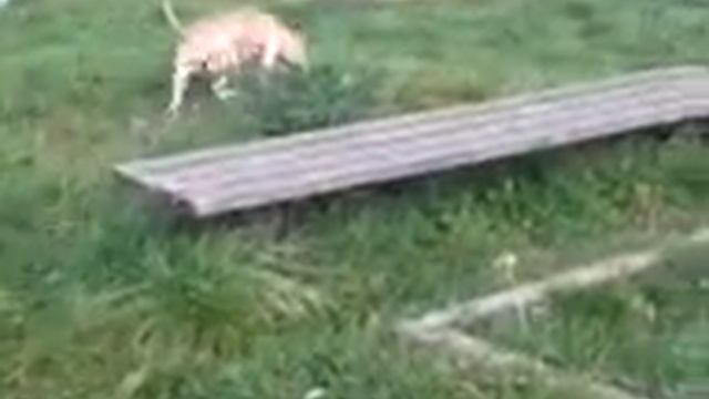 ПИТБУЛЬ НИДА НА ПРОГУЛКЕ смотреть онлайн