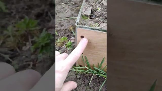 Показываю как использовали старый ламинат) Сделали грядку под смородину и клубнику) #Shorts смотреть онлайн