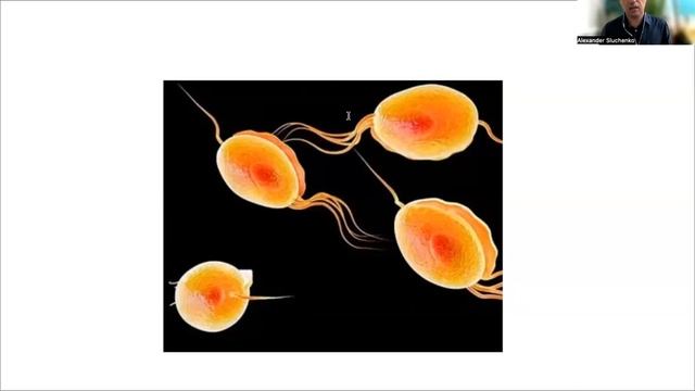 ПАРАЗИТЫ. СКРЫТАЯ ОПАСНОСТЬ И УГРОЗА ЗДОРОВЬЮ ДЕТЕЙ И ВЗРОСЛЫХ. А. Слученко смотреть онлайн