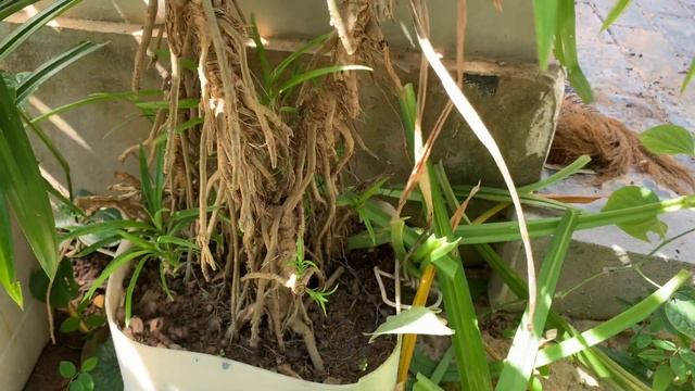 Pandan Plant Care || Pandan Plant Leaves || How To Care For Pandan Plant смотреть онлайн