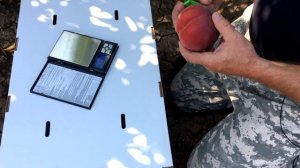 Персик СВИТ ДРИМ /SWEET DREAM/ - серьезный конкурент!!!