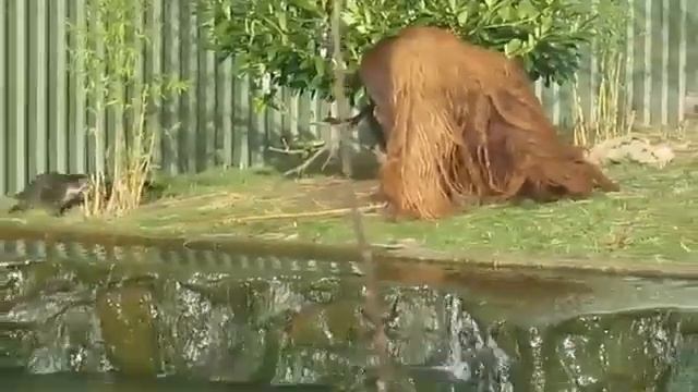 Орангутанг со стаей выдр смотреть онлайн