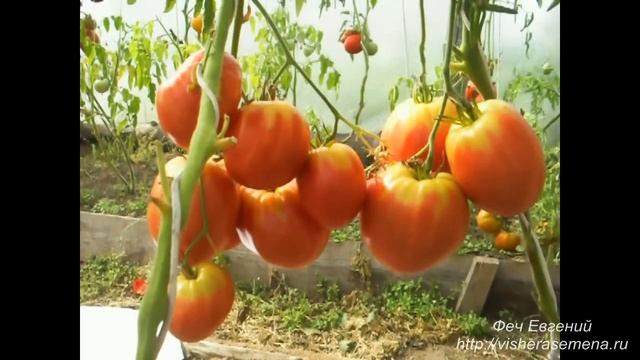 Сорт помидора "Любимый праздник". смотреть онлайн