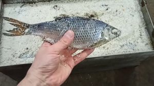 засолка вкуснейшей тарани сухим посолом продолжается !!!??? ТАРАНИ много не бывает )))???