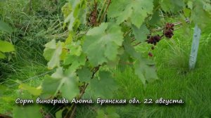 Сорт винограда Аюта. ? Описание сорта винограда Аюта.