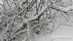 Установка капкана на куницу.Проверка петель.