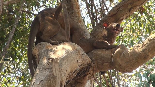 Fossa mating смотреть онлайн