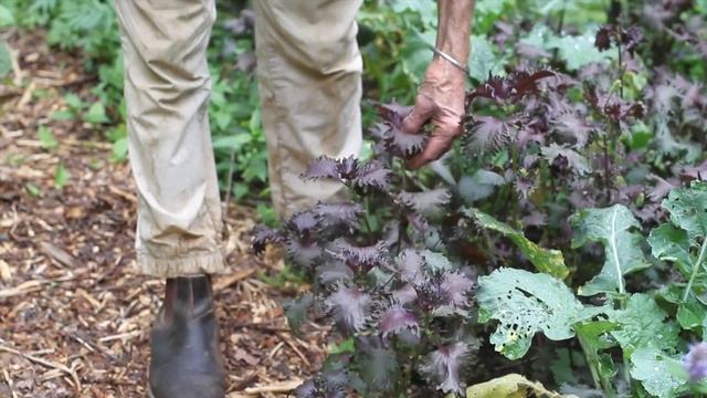 Perilla Frutescens Purpurea (shiso)