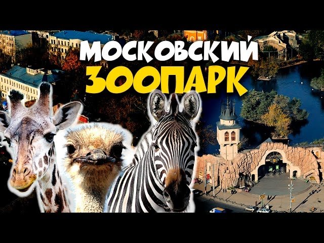 Прогулка по Московскому зоопарку смотреть онлайн