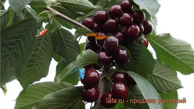 Вишня обыкновенная Ночка (Дюк) (nochka (dyuk)) ? обзор: как сажать, саженцы вишни Ночка (Дюк) смотреть онлайн