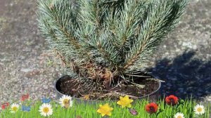 Сосна обыкновенная Ватерери ? Обзор: посадка и уход. саженцы, крупномеры: описание и особенности