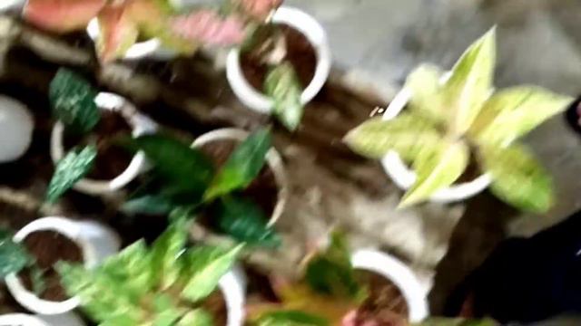 OBRAL AGLONEMA KOLEKSIAN DI TERAS DAN GARDEN!!! MURAH POLL!!! смотреть онлайн
